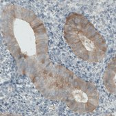 Monoclonal Anti-PHGDH antibody produced in mouse Prestige Antibodies&#174; Powered by Atlas Antibodies, clone CL0555, purified immunoglobulin, buffered aqueous glycerol solution