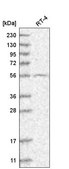 Anti-GRK4 antibody produced in rabbit Prestige Antibodies&#174; Powered by Atlas Antibodies, affinity isolated antibody