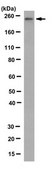 Anti-phospho RNA Pol II (Ser2), clone 3E7C7 Antibody clone 3E7C7, from rat