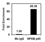 EZ-Magna ChIP&#174; A/G Chromatin Immunoprecipitation Kit Single day chromatin immunoprecipitation (ChIP) kit containing all necessary reagents to perform 22 individual chromatin immunoprecipitation (ChIP) reactions using magnetic A/G beads. Control primers included.