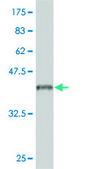 Monoclonal Anti-IL18RAP antibody produced in mouse clone 4G4, purified immunoglobulin, buffered aqueous solution