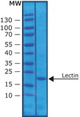 Lectin from Pisum sativum (pea) lyophilized powder