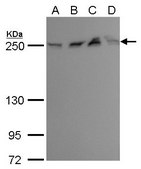 Monoclonal Anti-mTOR antibody produced in mouse clone GT649, affinity isolated antibody