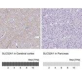Anti-SLC32A1 antibody produced in rabbit Prestige Antibodies&#174; Powered by Atlas Antibodies, affinity isolated antibody, buffered aqueous glycerol solution