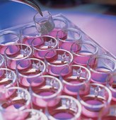 Millicell&#174; Standing Cell Culture Inserts pore size 8.0&#160;&#956;m, diam. 12&#160;mm, translucent polycarbonate membrane, Tissue Culture (TC)-treated surface, size 24&#160;wells, sterile