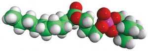 11:0 Lyso PC 1-undecanoyl-2-hydroxy-sn-glycero-3-phosphocholine, powder