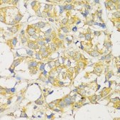 Anti-MLKL antibody produced in rabbit