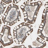 Anti-RHOT1 antibody produced in rabbit Prestige Antibodies&#174; Powered by Atlas Antibodies, affinity isolated antibody, buffered aqueous glycerol solution