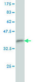 Monoclonal Anti-TFCP2 antibody produced in mouse clone 3H6, purified immunoglobulin, buffered aqueous solution