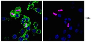 Anti-phospho-Histone H3 (Ser28) Antibody from rabbit, purified by affinity chromatography