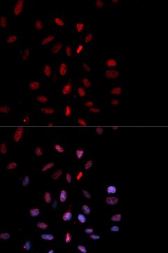 Anti-Phospho-c-Fos-T232 antibody produced in rabbit