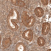 Anti-MICU1 antibody produced in rabbit Prestige Antibodies&#174; Powered by Atlas Antibodies, affinity isolated antibody, buffered aqueous glycerol solution