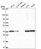 Anti-TEAD1 antibody produced in rabbit Prestige Antibodies&#174; Powered by Atlas Antibodies, affinity isolated antibody