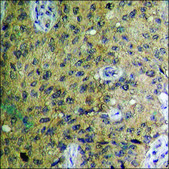 Anti-phospho-Histone H3.3 (pSer31) antibody produced in rabbit affinity isolated antibody