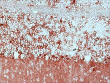 Anti-Glutamine Synthetase antibody produced in rabbit IgG fraction of antiserum, buffered aqueous solution