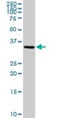 Anti-NTF3 antibody produced in rabbit IgG fraction of antiserum, buffered aqueous solution