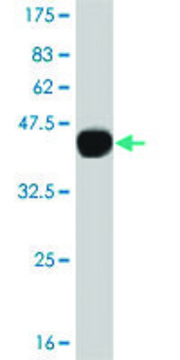Monoclonal Anti-CAMKK2, (N-terminal) antibody produced in mouse clone 4C7, purified immunoglobulin, buffered aqueous solution