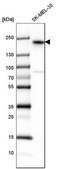 Anti-ERBB3 antibody produced in rabbit Prestige Antibodies&#174; Powered by Atlas Antibodies, affinity isolated antibody, buffered aqueous glycerol solution