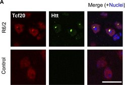 Anti-Huntingtin Protein Antibody, clone mEM48 culture supernatant, clone mEM48, Chemicon&#174;