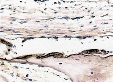 Anti-Osteopontin Antibody serum, Chemicon&#174;