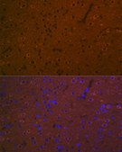 Anti-5HT7 Receptor Antibody, clone 4E6D2, Rabbit Monoclonal