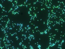 Proteus FISH probe - ATTO488 Probe for fluorescence in situ hybridization (FISH),20 &#956;M in water