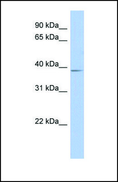 Anti-SLC25A28 antibody produced in rabbit affinity isolated antibody