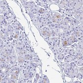 Anti-LTF antibody produced in rabbit Prestige Antibodies&#174; Powered by Atlas Antibodies, affinity isolated antibody, buffered aqueous glycerol solution