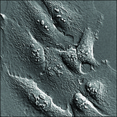 U2OS Cells GFP-NUP98