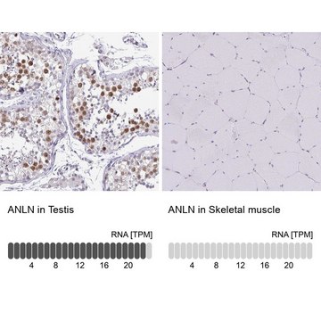 Anti-ANLN antibody produced in rabbit Prestige Antibodies® Powered by Atlas Antibodies, affinity isolated antibody, buffered aqueous glycerol solution
