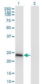 Monoclonal Anti-CBX1 antibody produced in mouse clone 4E12, purified immunoglobulin, buffered aqueous solution