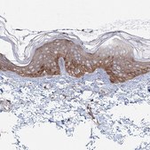 Anti-SH3PXD2A antibody produced in rabbit Prestige Antibodies&#174; Powered by Atlas Antibodies, affinity isolated antibody, buffered aqueous glycerol solution