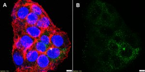 Anti-FGA Antibody, clone 4F6 ZooMAb&#174; Rabbit Monoclonal recombinant, expressed in HEK 293 cells