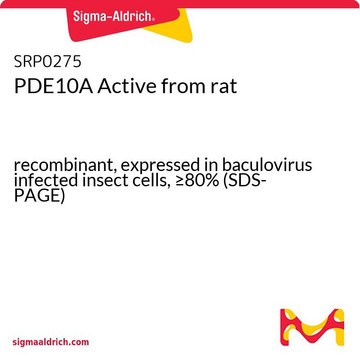 PDE10A Active from rat recombinant, expressed in baculovirus infected insect cells, &#8805;80% (SDS-PAGE)