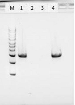 Proteinase K from Tritirachium album free of DNA contaminants, suitable for Microbiome research, lyophilized powder, ≥30 units/mg protein