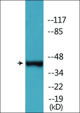 Anti-phospho-MAP2K1 (pThr386) antibody produced in rabbit affinity isolated antibody