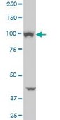 Monoclonal Anti-VPS11 antibody produced in mouse clone 1H1, purified immunoglobulin, buffered aqueous solution
