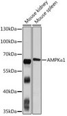 Anti-AMPK alpha 1 antibody produced in rabbit