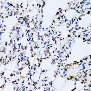 Anti-MAPK3 antibody produced in rabbit