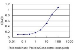 Monoclonal Anti-RNPEP antibody produced in mouse clone 4E1, purified immunoglobulin, buffered aqueous solution