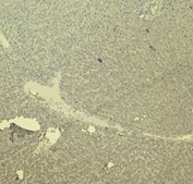 Anti-VDAC2, C-Terminal antibody produced in goat affinity isolated antibody, buffered aqueous solution