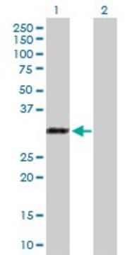 Anti-RYBP antibody produced in rabbit purified immunoglobulin, buffered aqueous solution