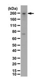 Anti-Myosin-10/MYH10/Myosin IIB Antibody from rabbit, purified by affinity chromatography