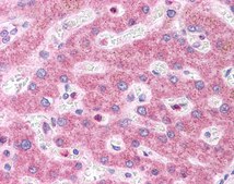 Anti-HNF1A antibody produced in rabbit affinity isolated antibody