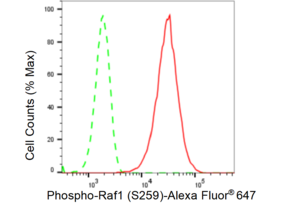Anti-phospho-Raf1 (Ser259) Antibody, clone 23GB2645, Rabbit Monoclonal clone 23GB2645, recombinant rabbit monoclonal, expressed in HEK293 cells