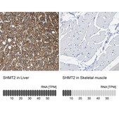 Anti-SHMT2 antibody produced in rabbit Prestige Antibodies&#174; Powered by Atlas Antibodies, affinity isolated antibody, buffered aqueous glycerol solution, Ab1