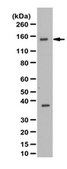 Anti-Tet2 Antibody from rabbit, purified by affinity chromatography