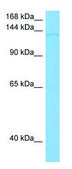 Anti-SLC12A2 (N-terminal) antibody produced in rabbit affinity isolated antibody