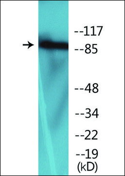 Anti-phospho-FGFR1 (pTyr654) antibody produced in rabbit affinity isolated antibody