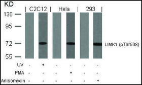 Anti-phospho-LIMK1 (pThr508) antibody produced in rabbit affinity isolated antibody